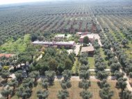 Der Besitzer hat 4000 neue Olivenbäume gepflanzt, bis zum Horizon sein Eigentum