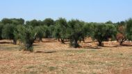 Wunderschöne Olivenbäume, sehr alt