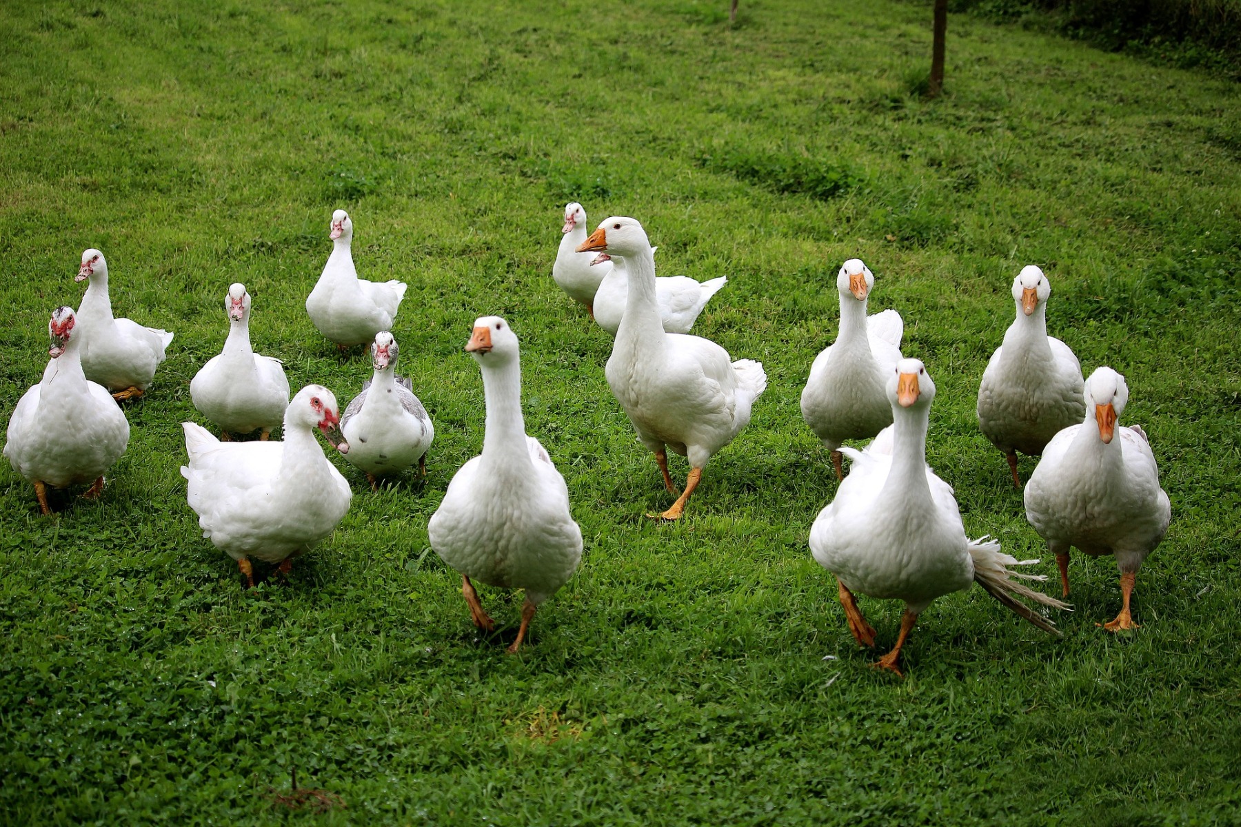 geese-2655570_1920
